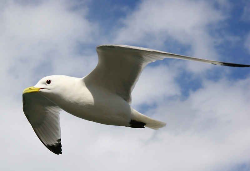 Seagull, Howth Ireland.jpg - Irish gull